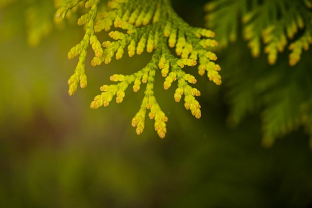 Fond de branche de thuya macro vert