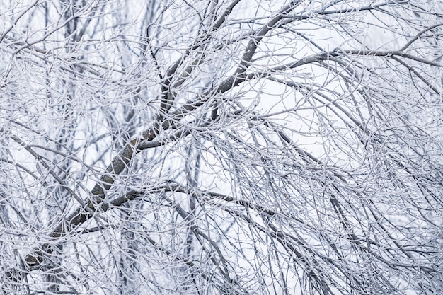 Fond de branches d'arbres couvertes de givre Paysage de nature avec brouillard et neige blanche