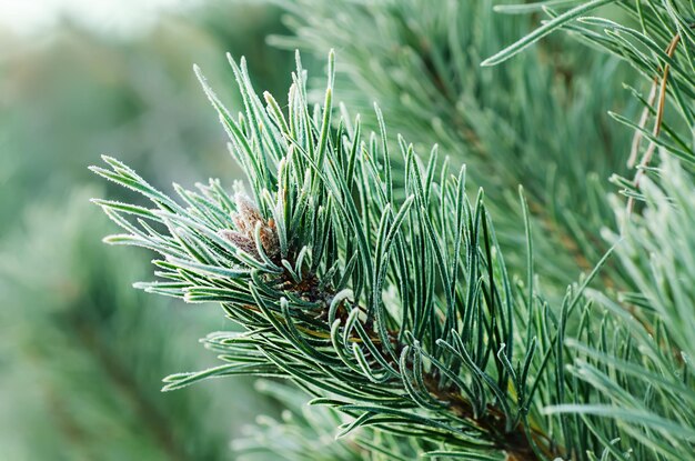 Fond de branches d'arbres glacés de pin avec image de vacances saisonnières de gelée du matin