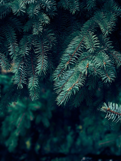 Fond de branches d'arbres de Noël