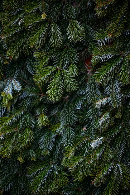 fond de branches d'arbres de Noël