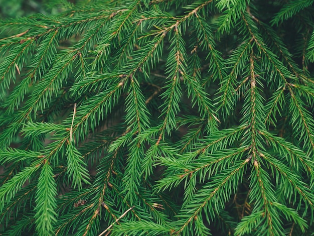 fond de branches d'arbres de Noël