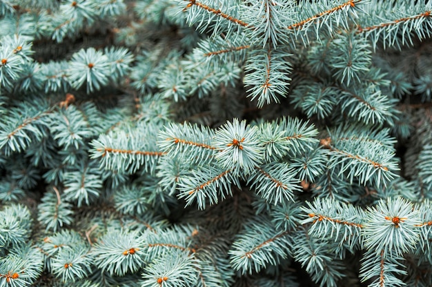 Fond de branches d&#39;arbres de Noël