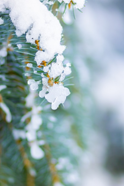 Photo fond avec des branches de sapin couvertes de neige.