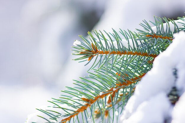 Fond avec des branches de sapin couvertes de neige.