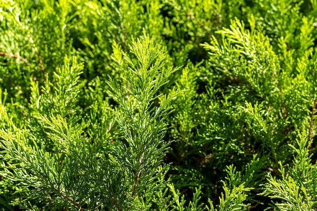 Fond de branches de sapin dans la rue.