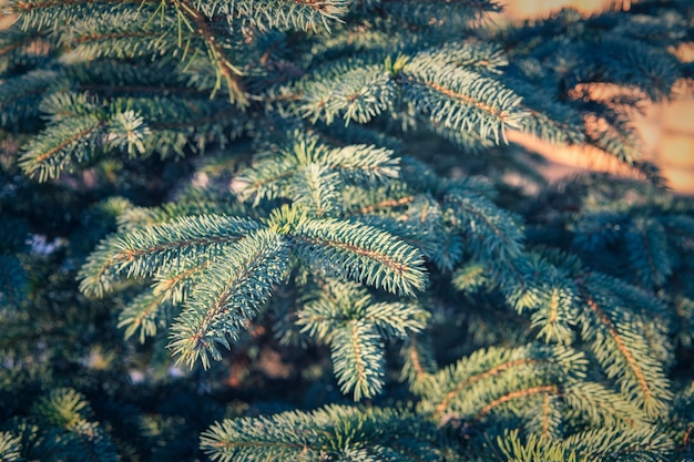 Fond de branches de sapin vert avec de la neige au soleil. Concept d'hiver de Noël