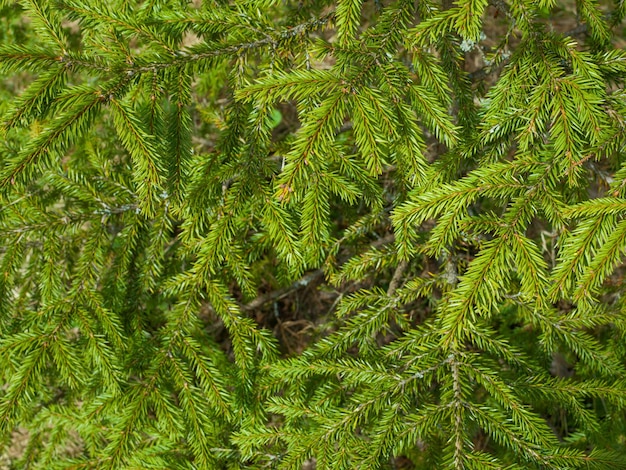 Fond de branches de sapin vert Sapin de Noël dans la nature Mise au point sélective