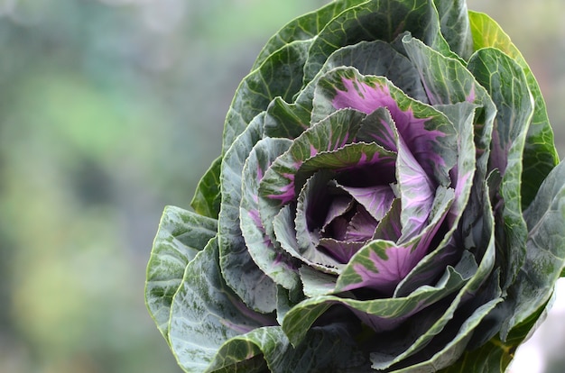 Fond de Brassica avec espace sur la gauche