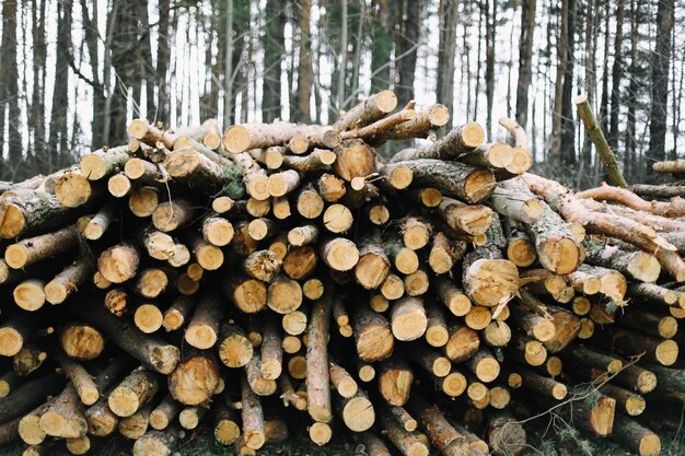 Fond de bûches naturelles en bois.