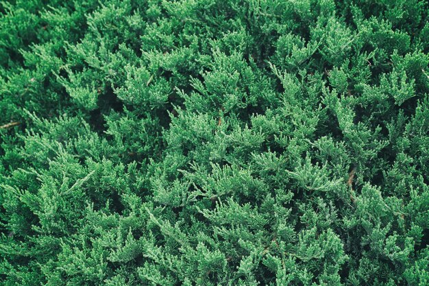 Fond de buisson vert