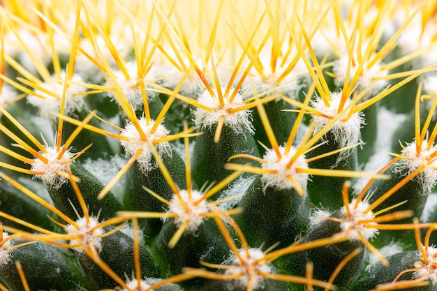 fond de cactus, joli fond de feuille verte du cactus exotique