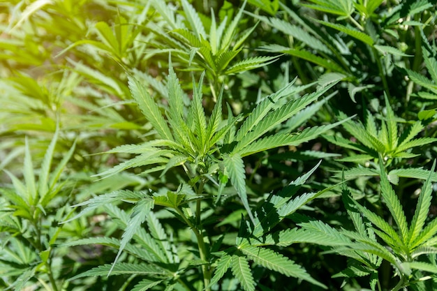 Fond de cannabis vert, plantes de marijuana de végétation de culture, feuilles de marijuana et herbe en plein air