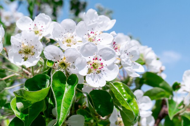 Fond de cerisiers en fleurs