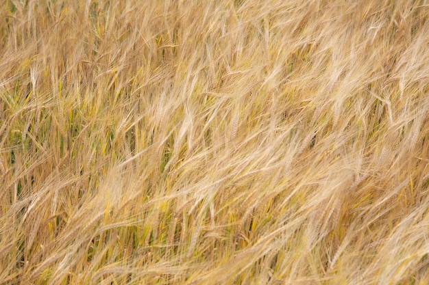 Fond de champ de blé.