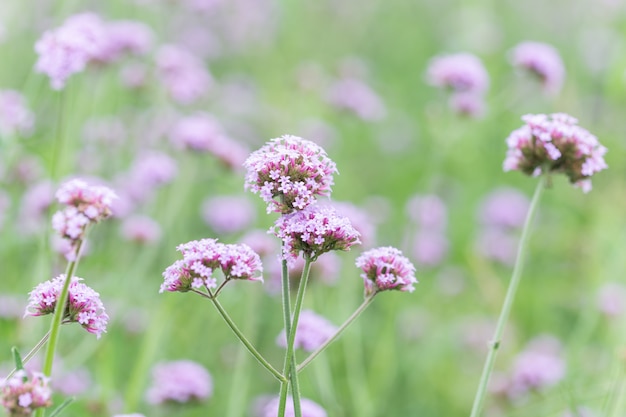 Fond de champ de fleurs