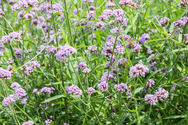 Fond de champ de fleurs