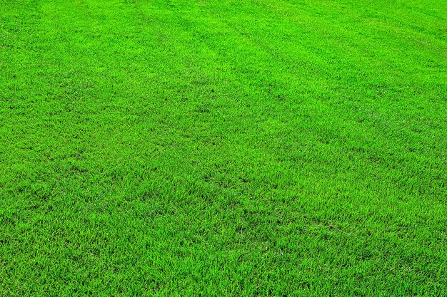 Fond de champ d'herbe verte ou motif et texture d'herbe verte