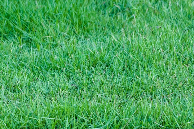 Fond de champ d'herbe verte