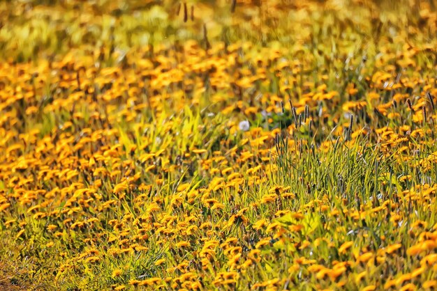 fond de champ de pissenlit jaune, panorama abstrait pissenlits en fleurs jaunes