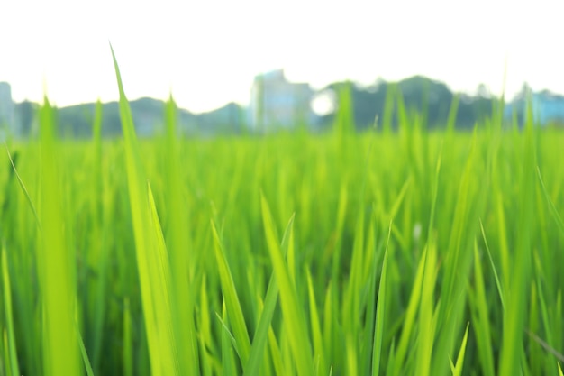 Fond de champ de riz vert