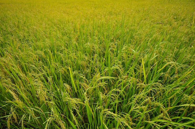 Fond de champ de riz