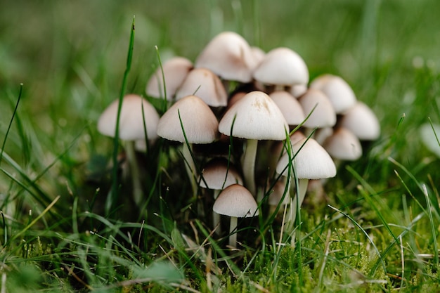 Fond avec des champignons champignons dans l'herbe