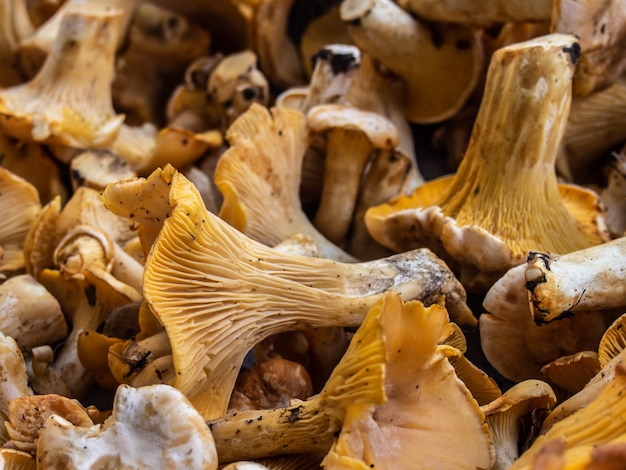 Fond de champignons girolles