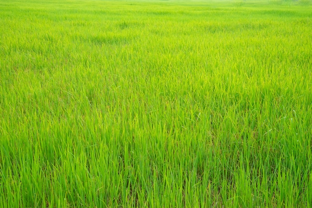 Fond de champs de riz vert