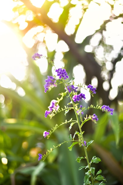 Fond chaud avec fleur pourpre