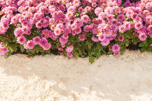 Fond de chrysanthèmes roses frais et d'herbe