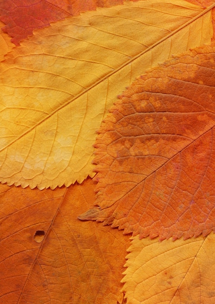 Fond de chute de feuilles naturelles colorées