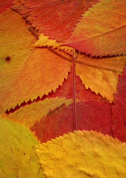 Fond de chute de feuilles naturelles colorées