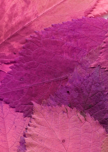 Fond de chute de feuilles naturelles colorées