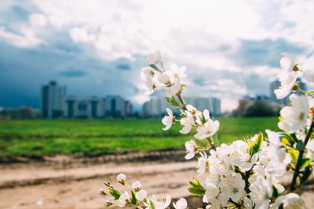 fond de ciel bleu et de cerisier en fleurs