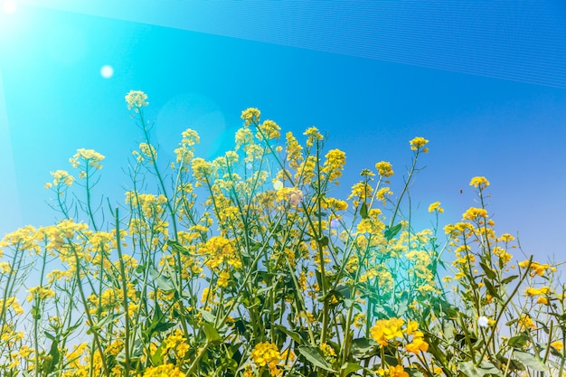 Fond de ciel bleu et fleurs de viol