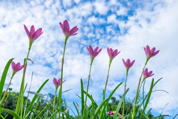 Photo fond de ciel avec des fleurs roses