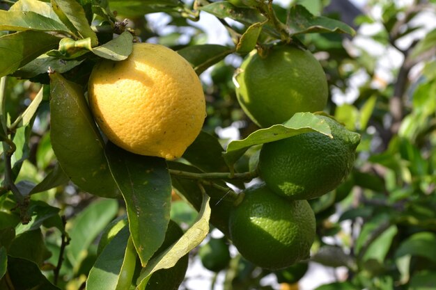 Photo fond de citrons jaunes frais