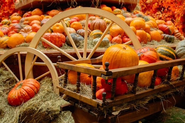 fond citrouille citrouille en automne à la ferme récolte saisonnière de produits biologiques naturels