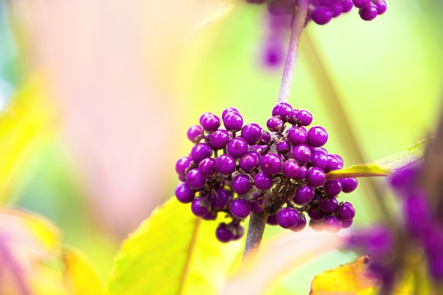 Fond clair baies violettes sur fond jaune vert flou de feuillage d'automne