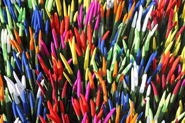 Fond clair de casquettes de velours sur les feuilles de Sansevieria