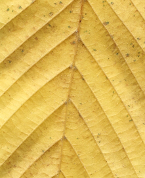 Fond clair coloré de feuille d&#39;automne