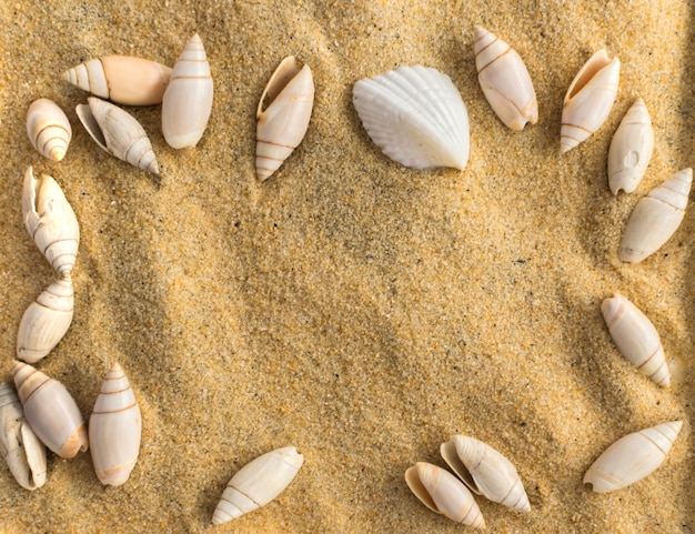 Fond clair avec différents coquillages et sable de corail