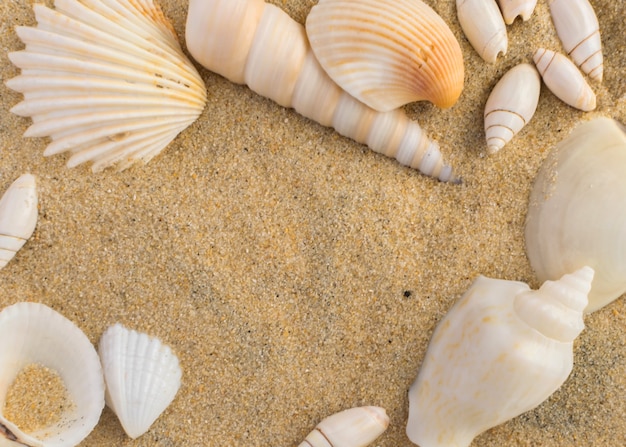 Fond clair avec différents coquillages et sable de corail