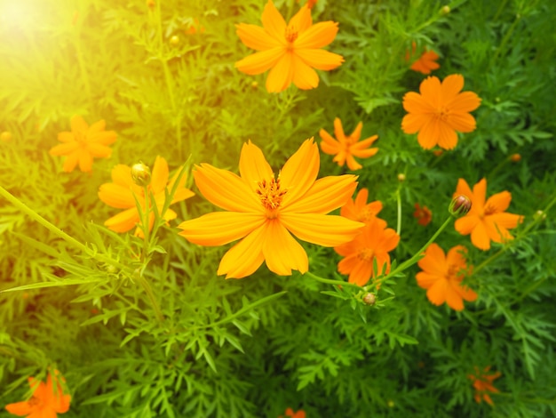 Photo fond clair de l'été avec des fleurs de plus en plus de calendula