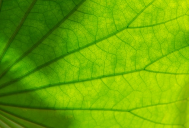 Fond clair feuilles vertes abstrait papier peint