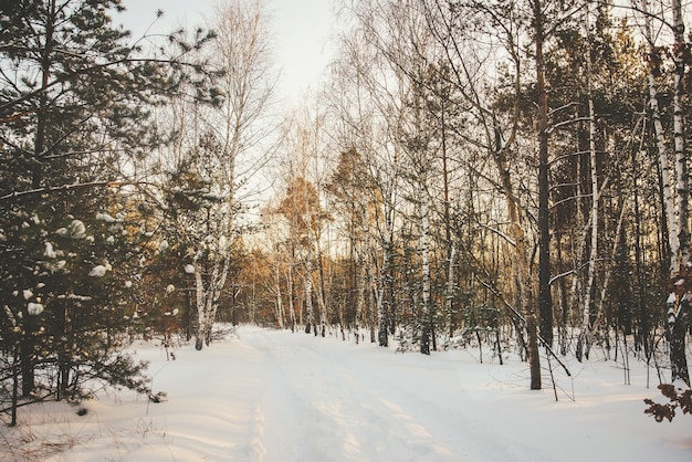 Fond clair de forêt d'hiver avec des bouleaux couverts de neige