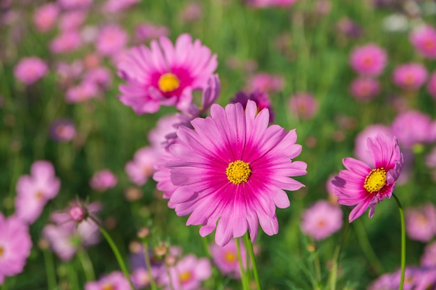 Fond de close-up de fleur Cosmos