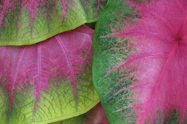 fond closeup coloré feuille rose