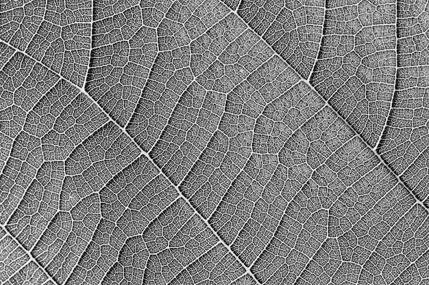 Photo fond de closeup texture feuille noir et blanc